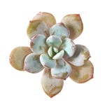 THE GOOD, THE BAD and The UGLY SALE! Echeveria Cream Tea