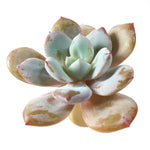 THE GOOD, THE BAD and The UGLY SALE! Echeveria Cream Tea