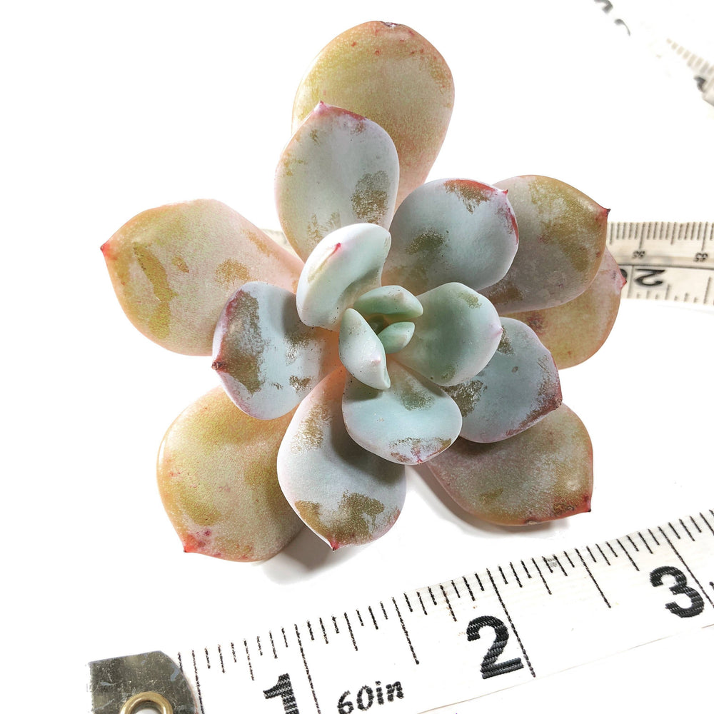 THE GOOD, THE BAD and The UGLY SALE! Echeveria Cream Tea