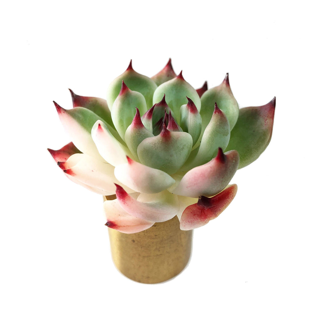 Echeveria Chihuahuaensis, Variegata