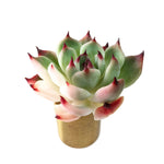 Echeveria Chihuahuaensis, Variegata