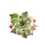 Echeveria Chihuahuaensis, Variegata