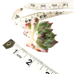 Echeveria Chihuahuaensis, Variegata