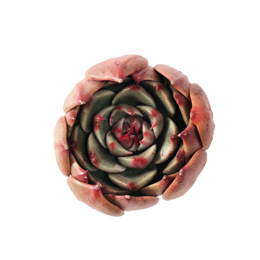 Echeveria Rudolph