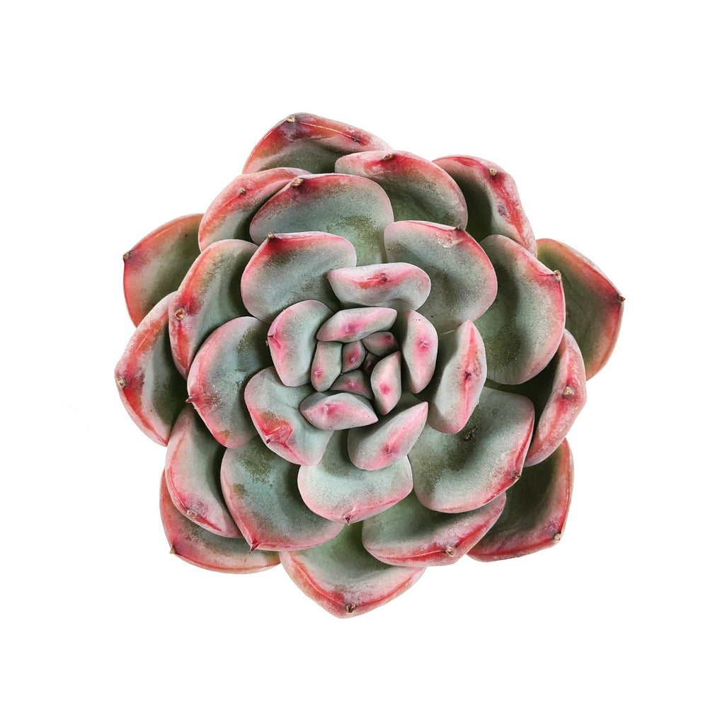 THE GOOD, THE BAD and The UGLY SALE! Echeveria 'Hikaru'