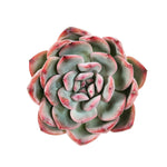 THE GOOD, THE BAD and The UGLY SALE! Echeveria 'Hikaru'