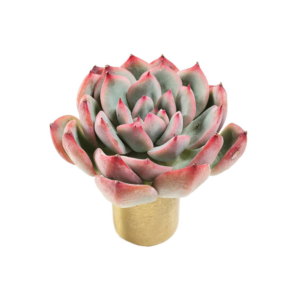 THE GOOD, THE BAD and The UGLY SALE! Echeveria 'Hikaru'