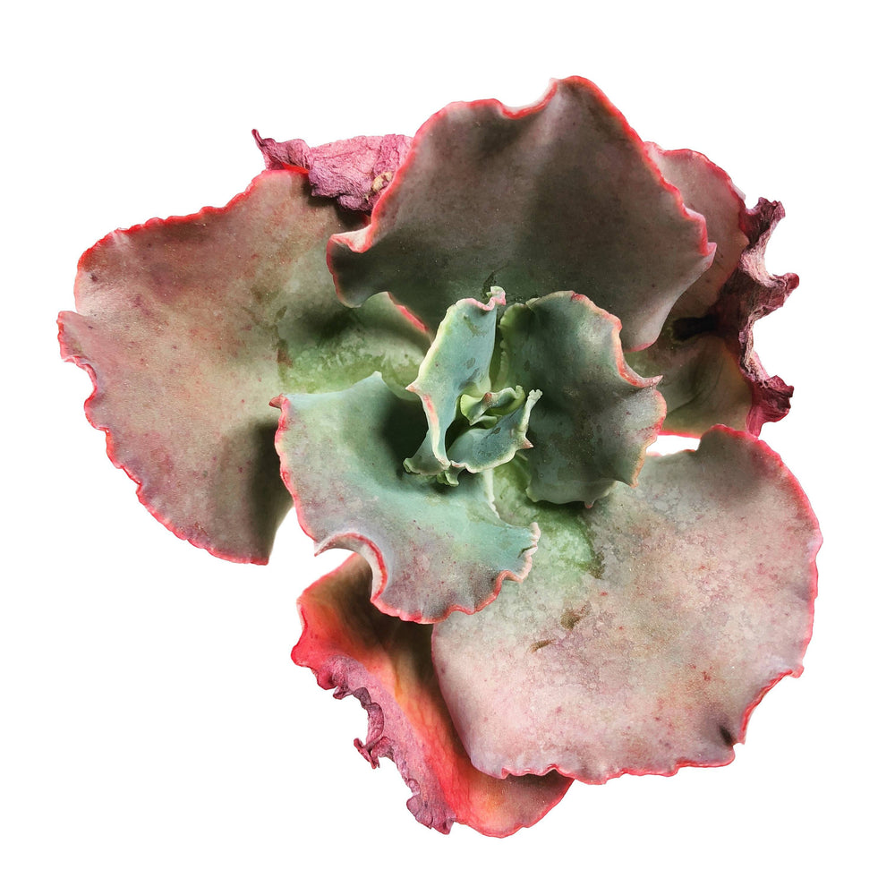 Echeveria Takasagono Okina