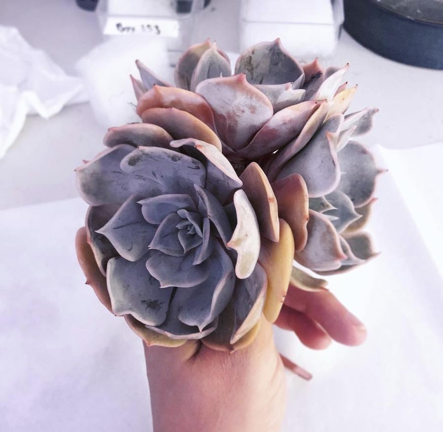 PRESALE Echeveria Marilyn, (Not so Random)