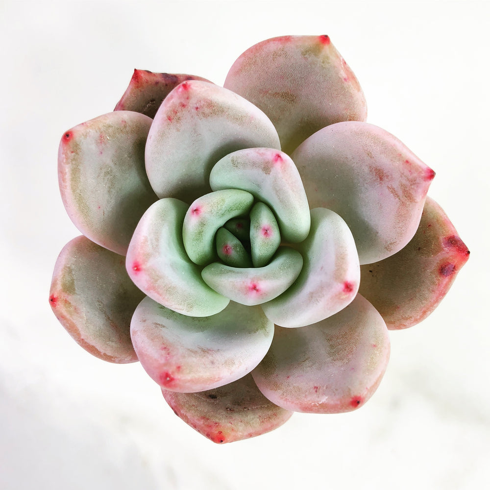 Echeveria 'Baekya White Knight'