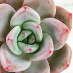 Echeveria 'Baekya White Knight'