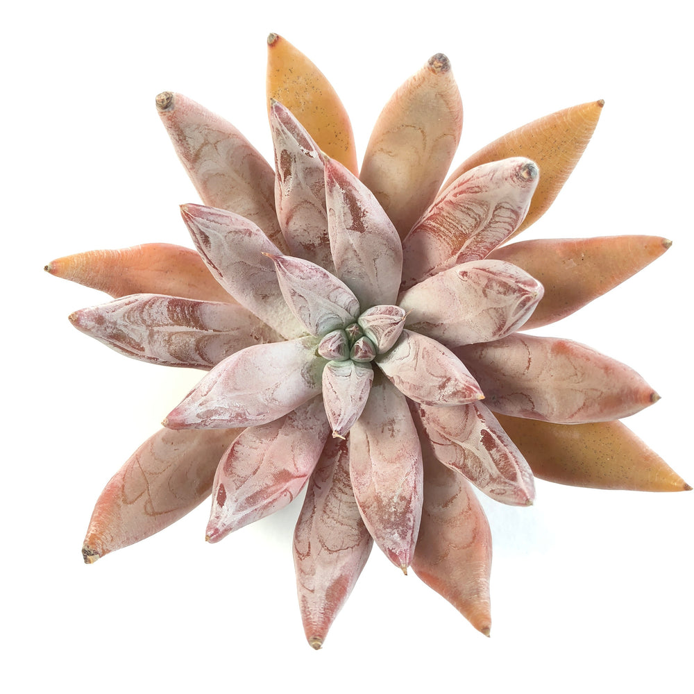 Echeveria Tolimanensis Sp.