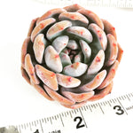 In-Stock Echeveria Orange Monroe, (Random)