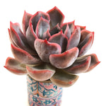 Echeveria Peerless