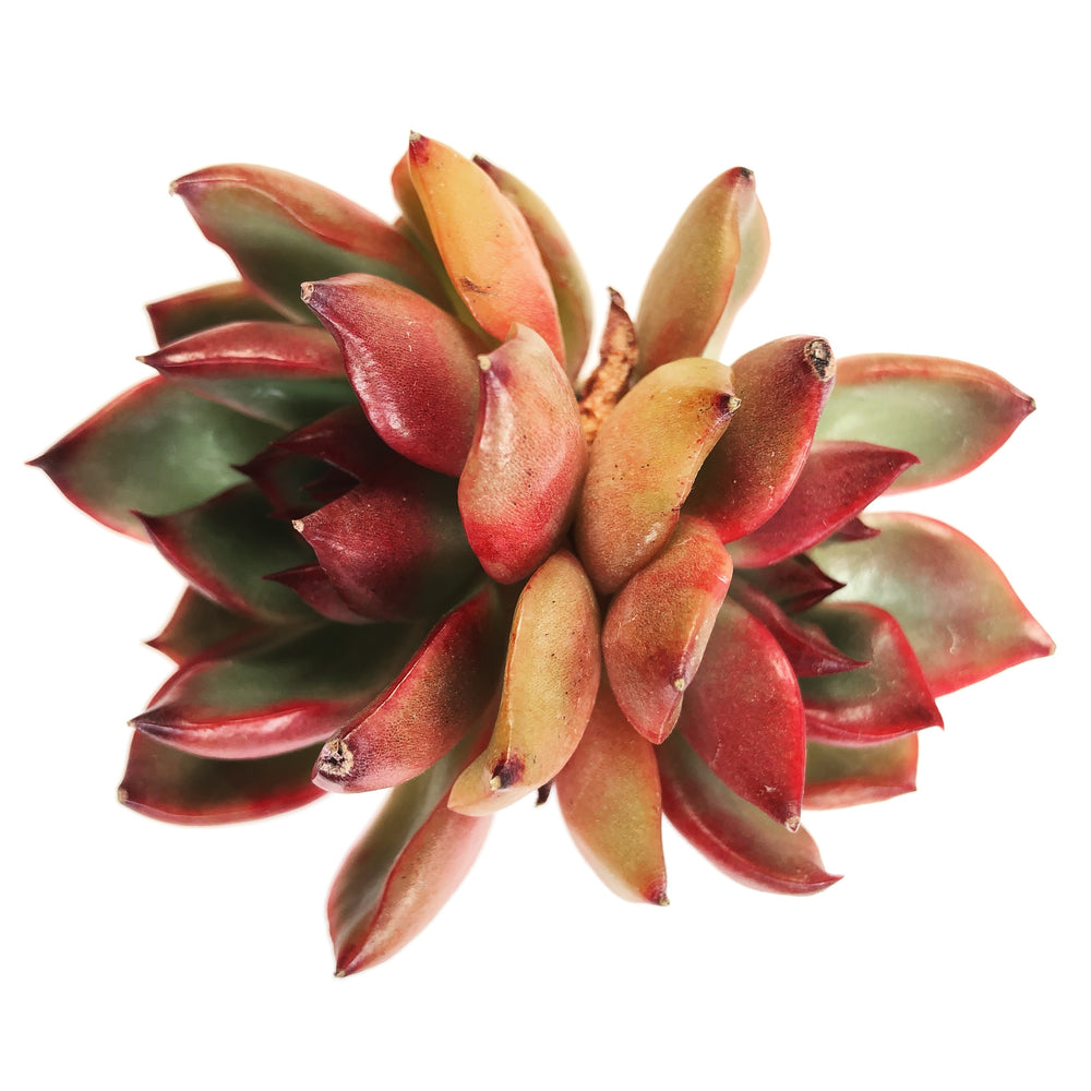 SPECIAL! JUST CART!!! Echeveria Agavoides 'Rubra'