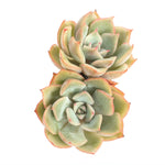 Echeveria Eiria. Double