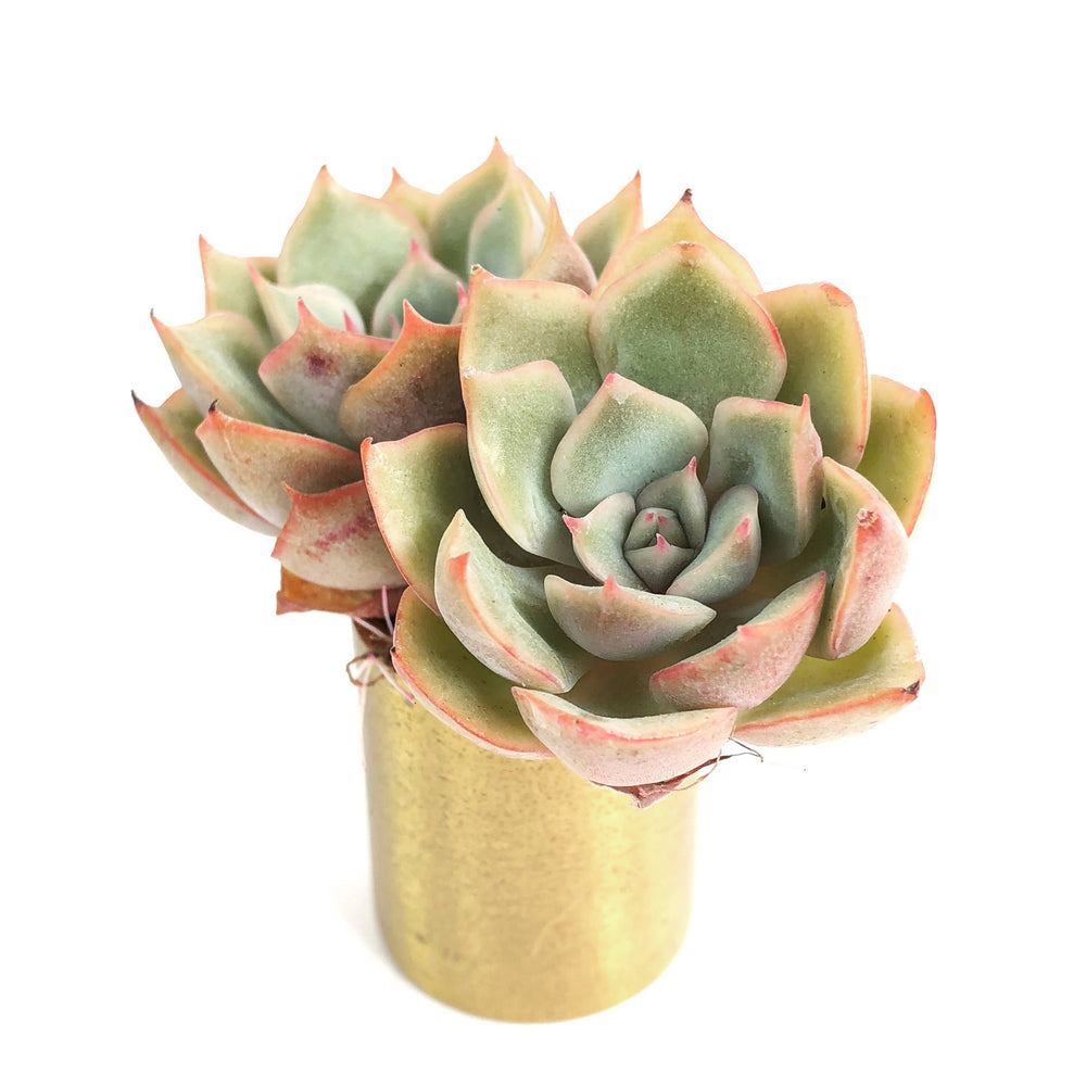 Echeveria Eiria. Double