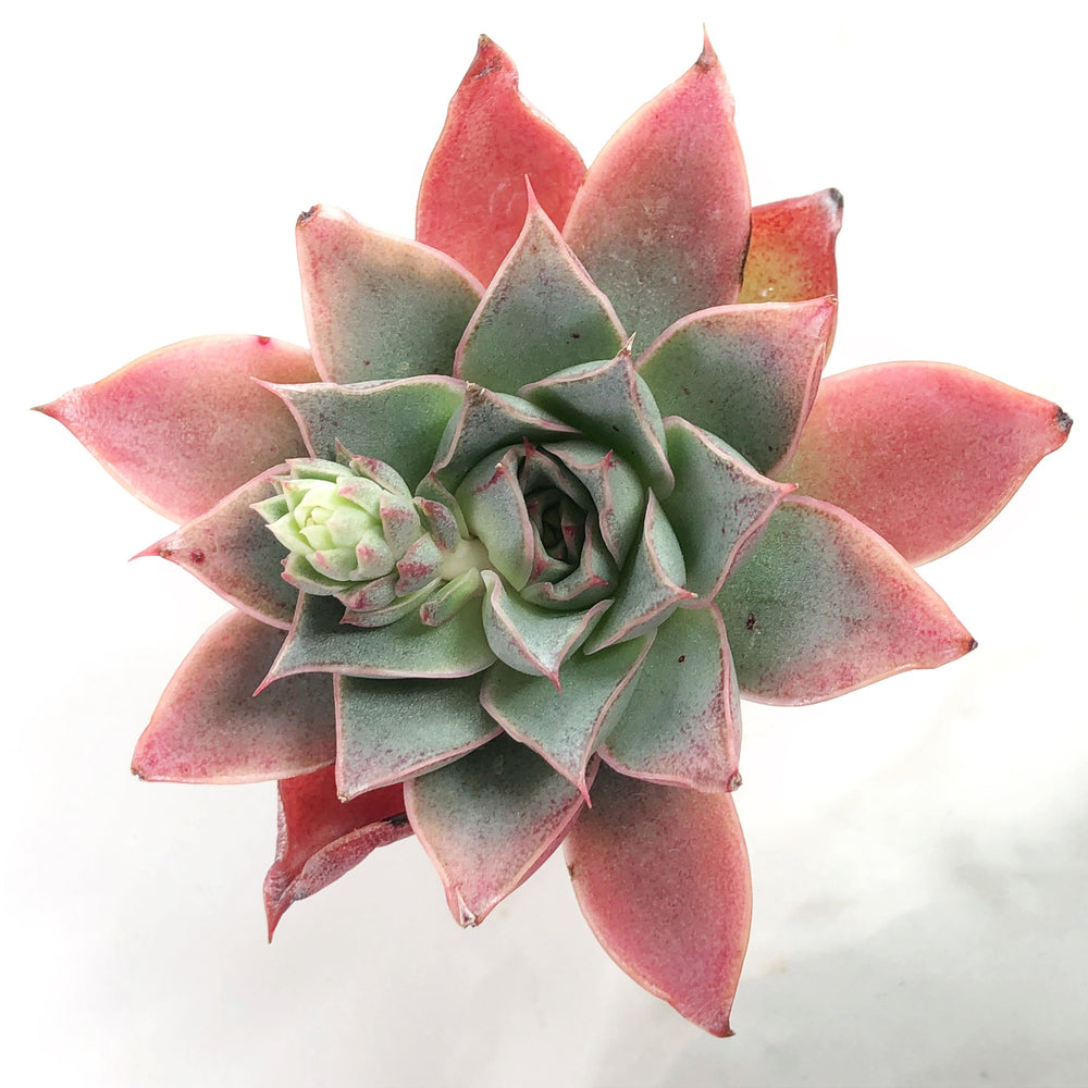 Echeveria 'Puntina'