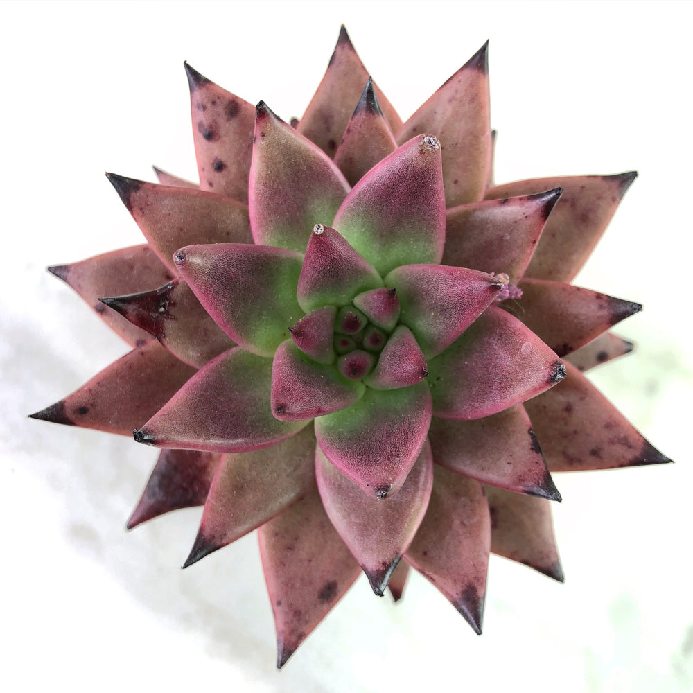 Echeveria Agavoides Sirius