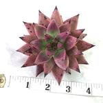 Echeveria Agavoides Sirius