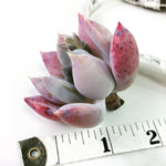 PRESALE Echeveria Snow Queen, (Not so Random)