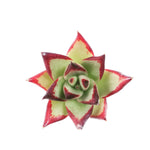 THE GOOD, THE BAD and The UGLY SALE! Echeveria Agavoides Ebony Sp.