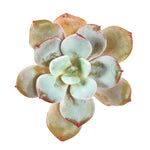 THE GOOD, THE BAD and The UGLY SALE! Echeveria Cream Tea