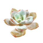 THE GOOD, THE BAD and The UGLY SALE! Echeveria Cream Tea