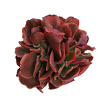 Echeveria Pappy's Rose, Cristata