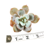 THE GOOD, THE BAD and The UGLY SALE! Echeveria Cream Tea