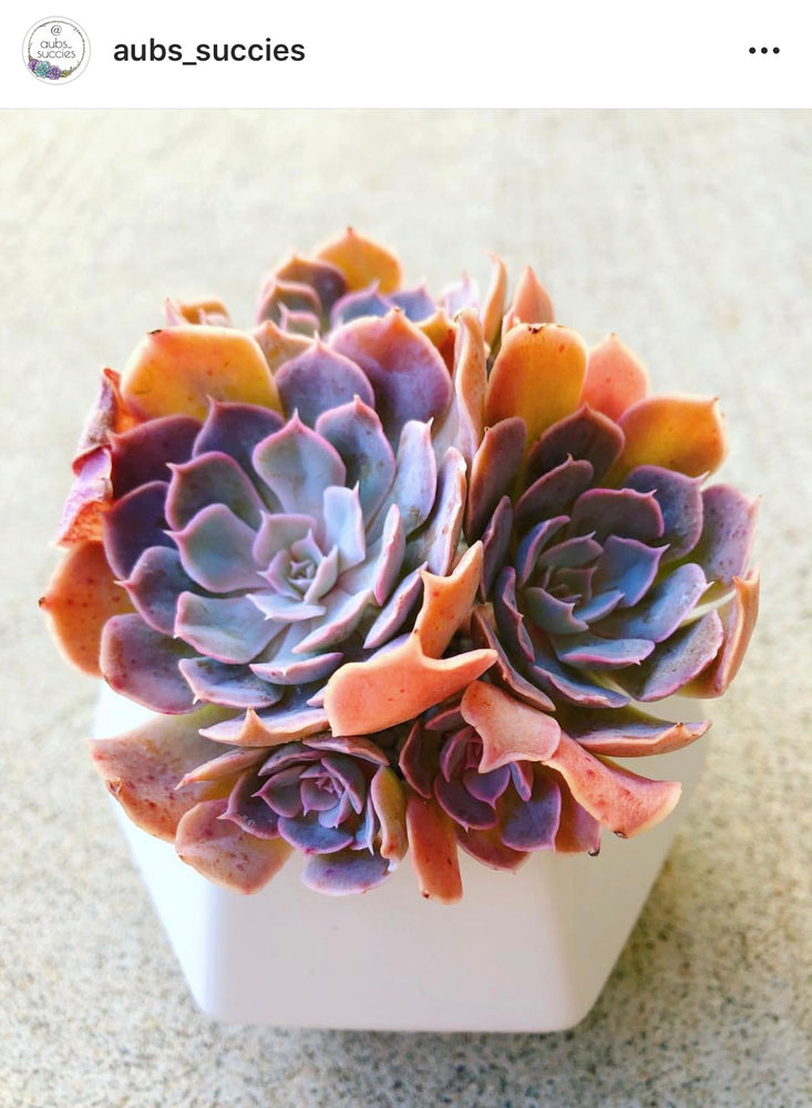PRESALE Echeveria Shaviana, (Unknown Type)