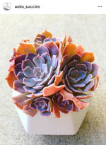 PRESALE Echeveria Shaviana, (Unknown Type)