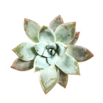 SPECIAL! JUST CART!! Echeveria Mexican Giant