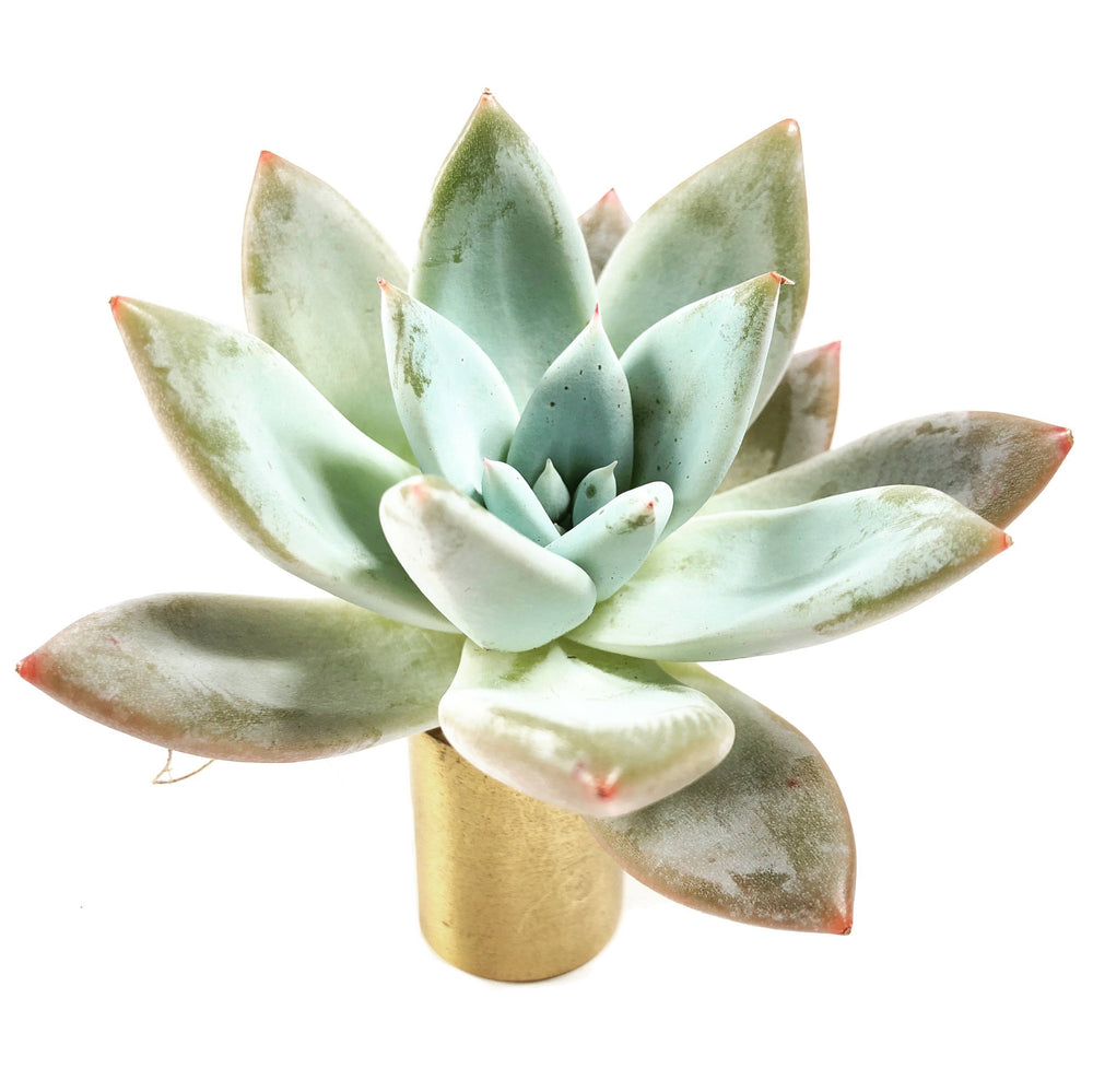 SPECIAL! JUST CART!! Echeveria Mexican Giant
