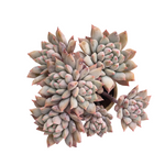 Echeveria Chrissy n Ryan, Cluster