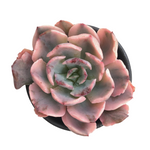 Echeveria Pink Harin Variegata, (Two Pups)