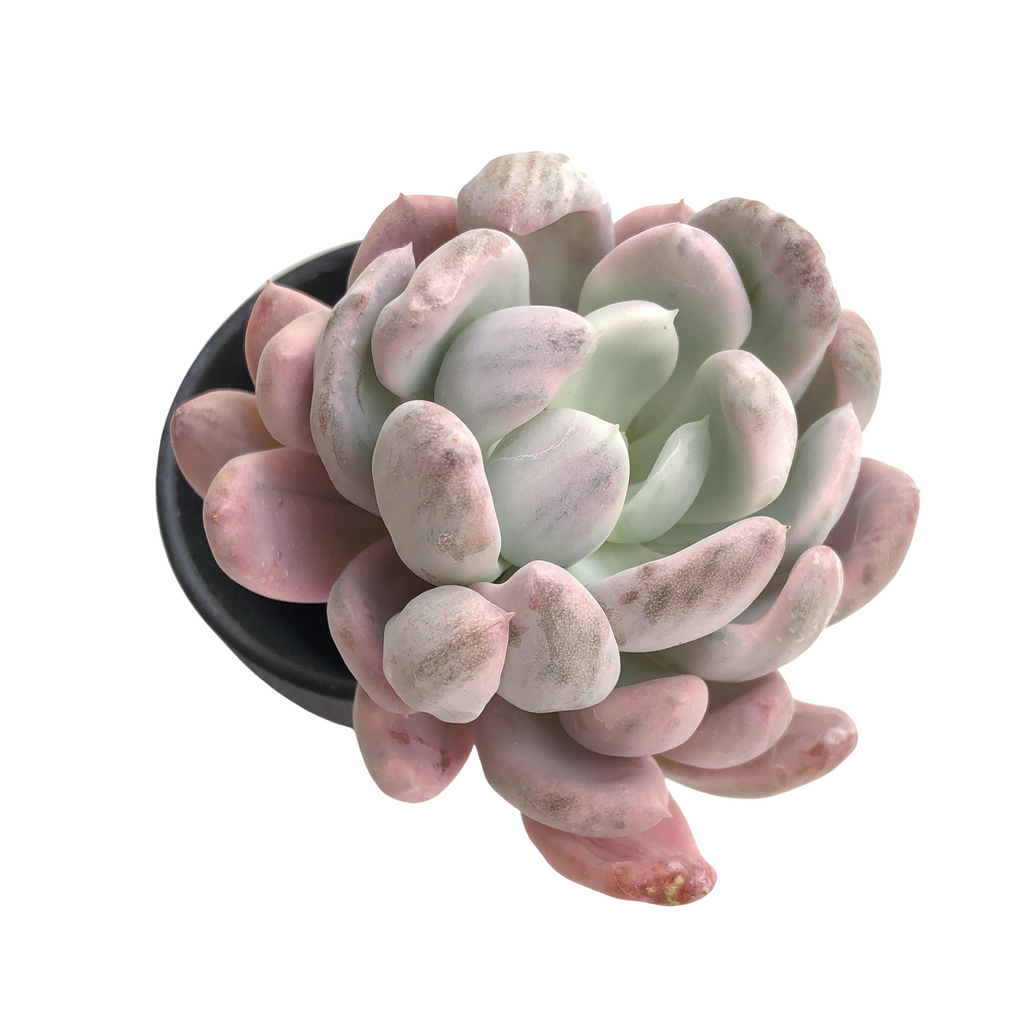 Echeverai Roly Poly Mutated and Variegated – Cedar Creek Farmhouse