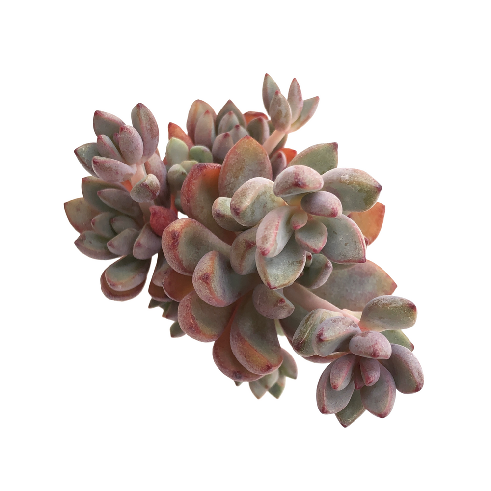 Graptoveria Purple Dream (Randomish)