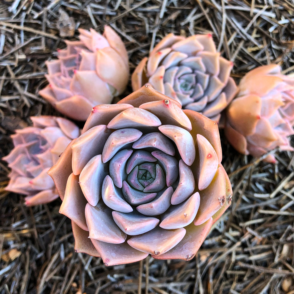 PRESALE Echeveria Glow, (Random) **VIDEO ATTACHED**