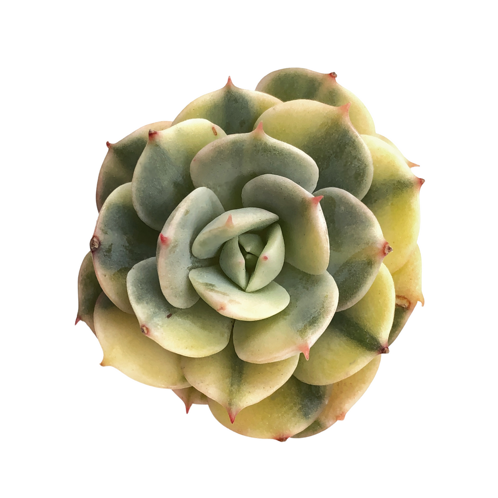 Echeveria Bluette, Variegata