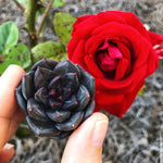 PRESALE Echeveria Black Queen Hybrid (Maleficent-esque)., (Not so Random)