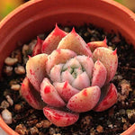 PRESALE Echeveria Super Lina