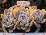 PRESALE Echeveria Tynie Berger, Triple