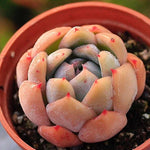 PRESALE Echeveria Unknown Hybrid