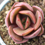 PRESALE Echeveria Leucine Hybrid
