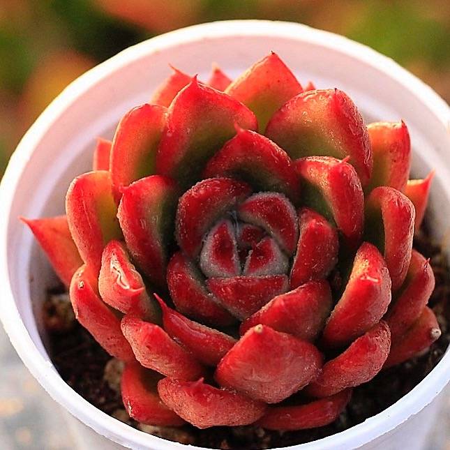 PRESALE Echeveria 'Mundy' Hybrid