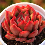 PRESALE Echeveria 'Mundy' Hybrid