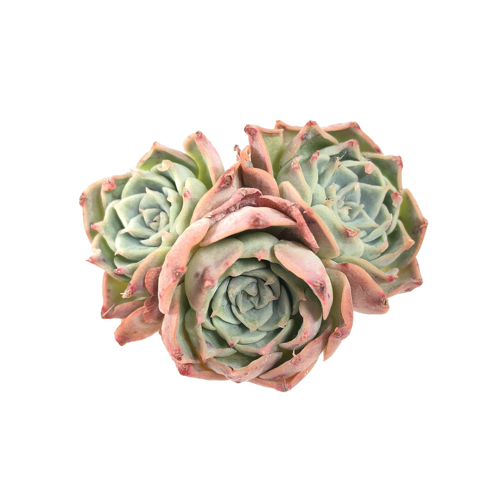 THE GOOD, THE BAD and The UGLY SALE! Echeveria Gold Light, Triple