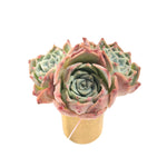 THE GOOD, THE BAD and The UGLY SALE! Echeveria Gold Light, Triple