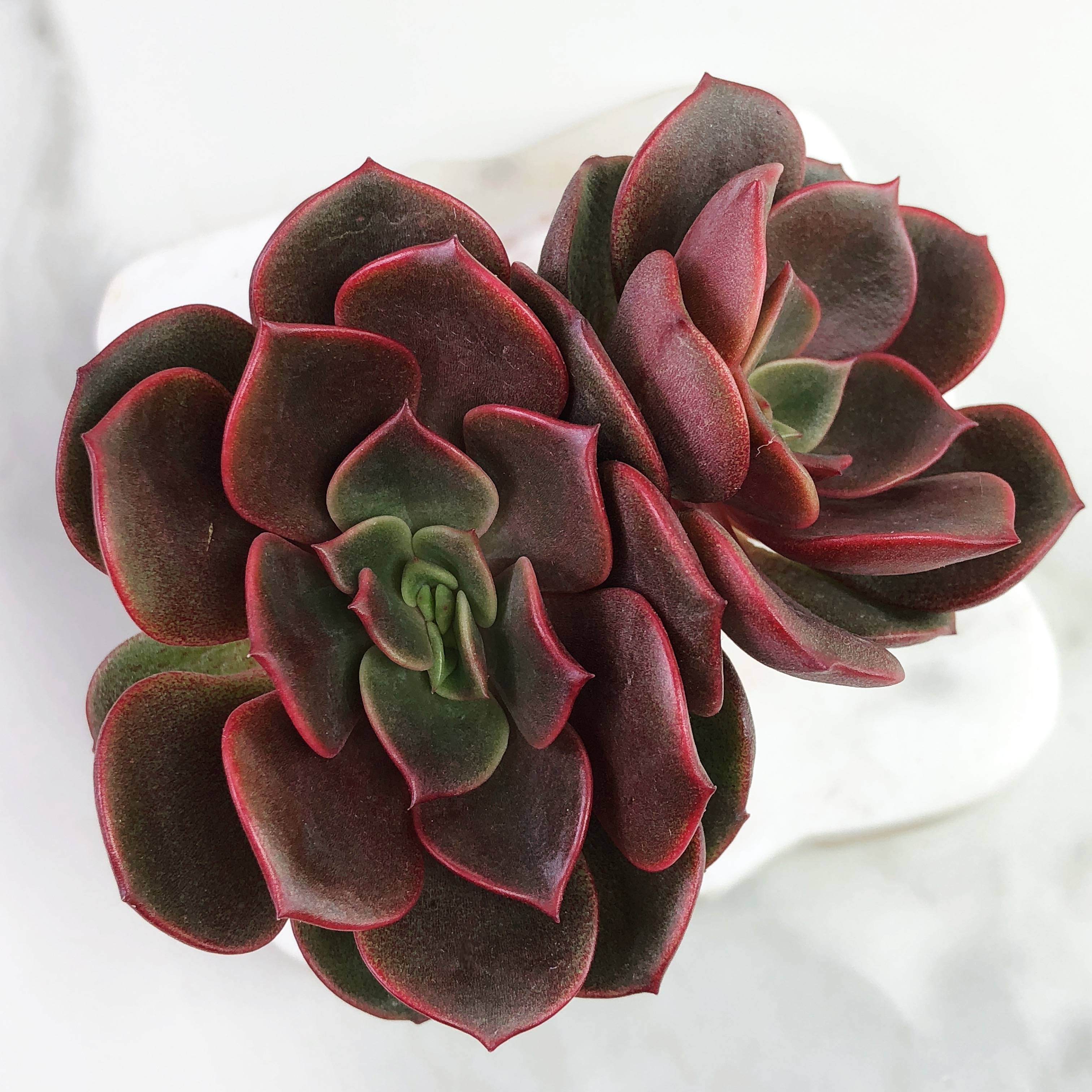 vampire red ball succulent Echeveria 'Vampire Red Ball,' (Double) – Cedar Creek Farmhouse